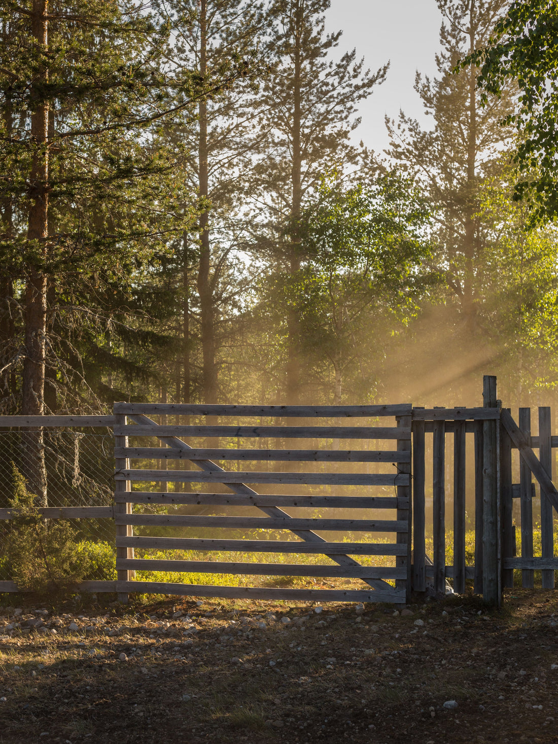 Best Timber for Fencing: A Complete Buyer's Guide