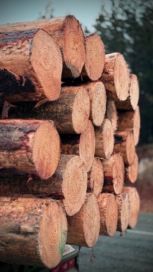 Softwood vs Hardwood: Which Timber Should You Choose?